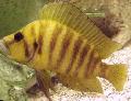 Aquarium Fishes Gold Head Compressicep Cichlid Photo