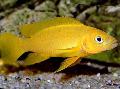 Aquarium Fishes Lemon Cichlid, Orange Leleupi Cichlid Photo