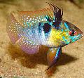   Motley Aquarium Fish Ram / Papiliochromis ramirezi Photo
