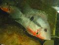 Aquarium Fishes Firemouth Cichlid Photo