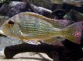 Aquarium Fishes Surinamen Geophagus Photo