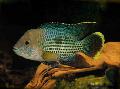 Aquarium Fishes Green terror Photo