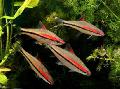 Aquarium Fishes Denison Barb Photo