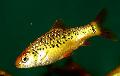 Aquarium Fishes Gold Barb Photo