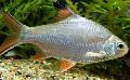Photo Tinfoil Red Tail Barb characteristics
