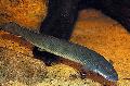 Aquarium Fishes Cuvier Bichir Photo