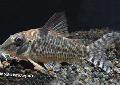 Aquarium Fische Corydoras Blochi Foto