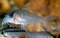 Aquarium Fishes Corydoras guianensis Photo