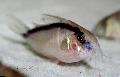 Aquarium Fishes Skunk Cory cat Photo