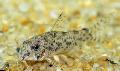 Photo Aquarium Cochu's Catfish characteristics and care