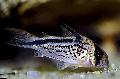 Aquarium Fishes Corydoras loxozonus Photo