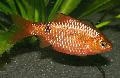 Aquarium Fishes Rosy Barb Photo