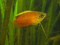Aquarium Fishes Honey Dwarf Gourami Photo