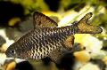 Aquarium Fishes Checkered Barb Photo