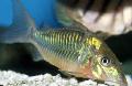 Photo Aquarium Emerald Catfish characteristics and care