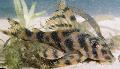 Foto Aquarium Tiger-Gebändert Peckoltia Merkmale und kümmern