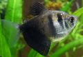 Aquarium Fishes Black Tetra Photo
