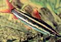 Aquarium Fishes Striped Anostomus Photo