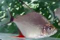 Photo Aquarium Wimpel Piranha characteristics and care