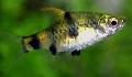 Aquarium Fishes Golden Dwarf Barb Photo