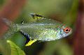 Aquarium Fishes Lemon Tetra Photo