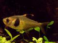 Aquarium Fishes Coffee bean tetra Photo