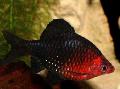 Aquarium Fishes The black ruby barb Photo