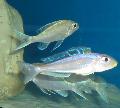 Aquarium Fische Bathyphilus Blau Gelb Isanga Foto