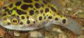 Foto Aquarium Leoparden Puffer Merkmale und kümmern
