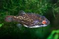 Photo Red Eye Puffer Fish characteristics