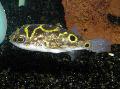 Photo Aquarium Eyespot pufferfish characteristics and care