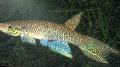   褐色 观赏鱼 Aphyolebias 照