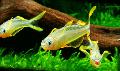 Photo Aquarium Forktail Rainbowfish characteristics and care
