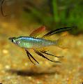 Photo Aquarium Threadfin Rainbowfish characteristics and care
