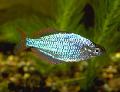 Photo Aquarium Neon Rainbowfish characteristics and care
