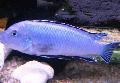 Photo Aquarium Powder Blue Cichlid characteristics and care