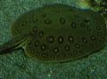   Στίγματα τα ψάρια ενυδρείου Ocellate Stingray Ποτάμι / Potamotrygon motoro φωτογραφία