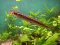 Aquarium Fishes Longnose gar Photo