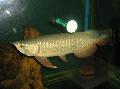 Aquarium Fishes Golden arowana Photo