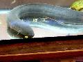 Aquarium Fishes South American lungfish Photo