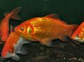 Photo Aquarium Goldfish characteristics and care