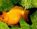Photo Goldfish description