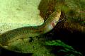Foto Aquarium Schlanke Lungenfisch Merkmale und kümmern