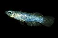 Foto Aquarium Normans Leuchtaugenfisch Merkmale und kümmern
