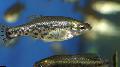 Aquarium Fishes Butterfly splitfin, Goodeid Photo