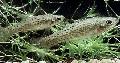   vložki Akvarijske Ribice Jenynsia fotografija