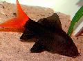 Photo Aquarium Red-Tailed Black Shark characteristics and care