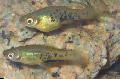 Aquarium Fishes Marbled swordtail Photo