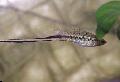 Photo Mexican swordtail, Montezuma swordtail characteristics