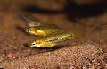 Photo Pygmy swordtail characteristics